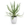 CGAxis Models Volume 50 3D Plants III - Image 20