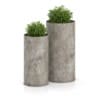 CGAxis Models Volume 50 3D Plants III - Image 21