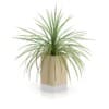 CGAxis Models Volume 50 3D Plants III - Image 22