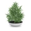 CGAxis Models Volume 50 3D Plants III - Image 23