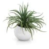 CGAxis Models Volume 50 3D Plants III - Image 25