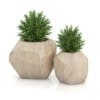 CGAxis Models Volume 50 3D Plants III - Image 26