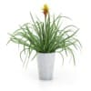 CGAxis Models Volume 50 3D Plants III - Image 31