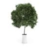 CGAxis Models Volume 50 3D Plants III - Image 2