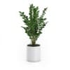 CGAxis Models Volume 50 3D Plants III - Image 7