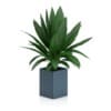 CGAxis Models Volume 50 3D Plants III - Image 9