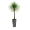 CGAxis Models Volume 50 3D Plants III - Image 10