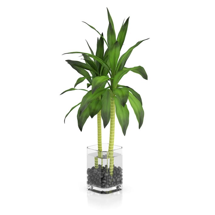 Bamboo Plant in Glass Pot