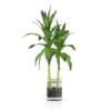 Bamboo Plant in Glass Pot