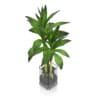Bamboo Plant in Glass Pot
