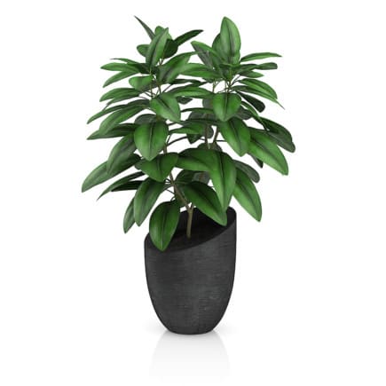 Plant in Black Pot
