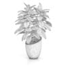 Plant in Black Pot