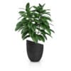 Plant in Black Pot