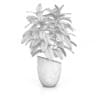 Plant in Black Pot