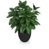 Plant in Black Pot