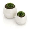 Two Plants in "Bird" Pots