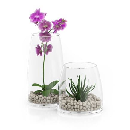 Orchid Flower in Glass Pot