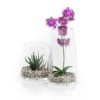 Orchid Flower in Glass Pot