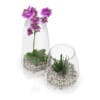 Orchid Flower in Glass Pot