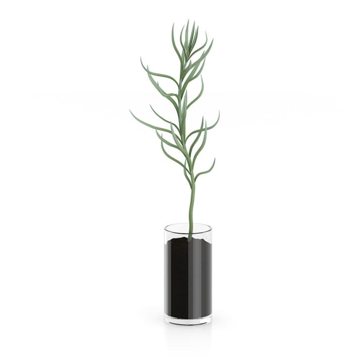 Plant in Glass Pot