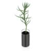 Plant in Glass Pot