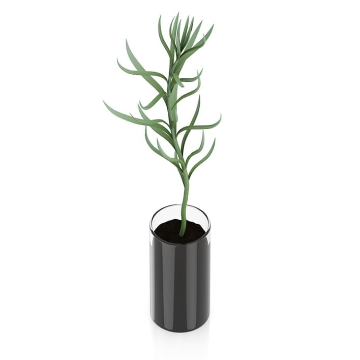 Plant in Glass Pot