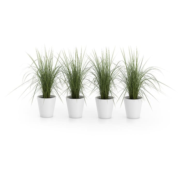Four Plants in White Pots