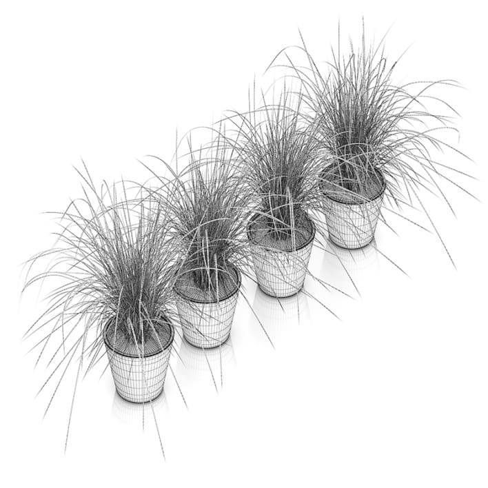 Four Plants in White Pots