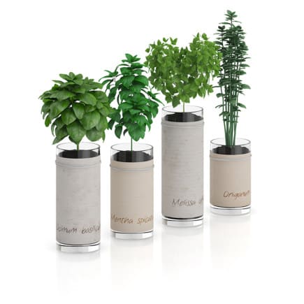 Four Herbs in Glass Pots