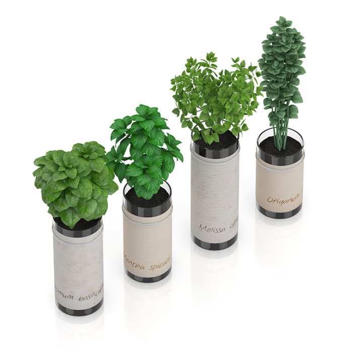 Four Herbs in Glass Pots