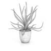 Aloe in White Pot