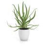 Aloe in White Pot