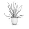 Aloe in White Pot