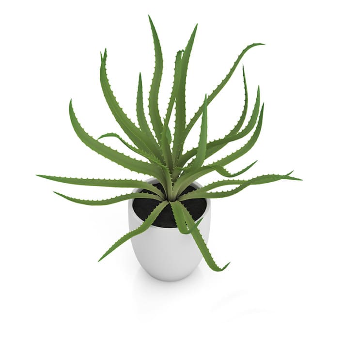 Aloe in White Pot