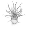 Aloe in White Pot