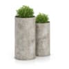Two Plants in Large Pots