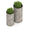 Two Plants in Large Pots