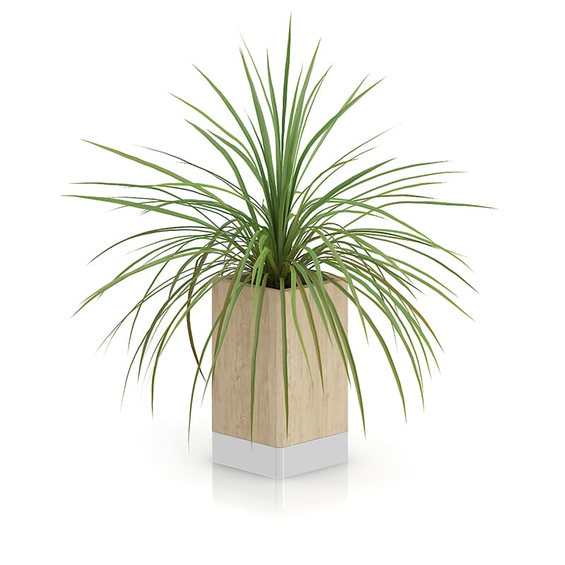 Small Plant in Wooden Pot