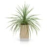 Small Plant in Wooden Pot
