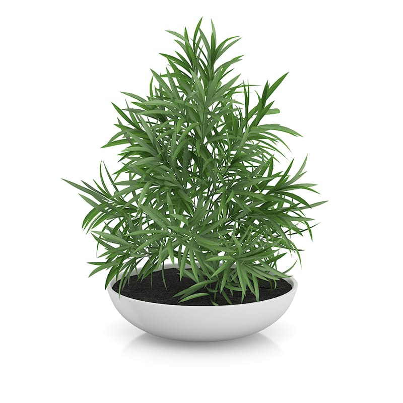 Plant in Flat Pot