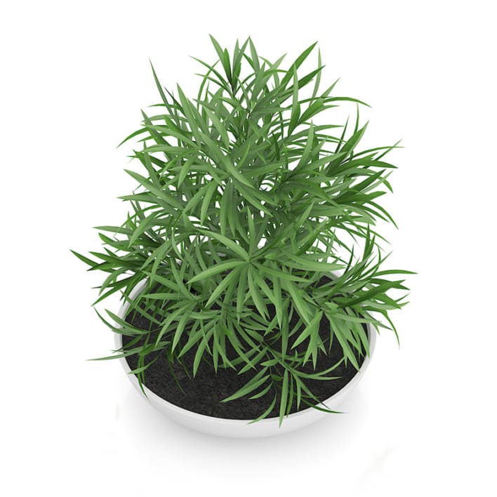 Plant in Flat Pot