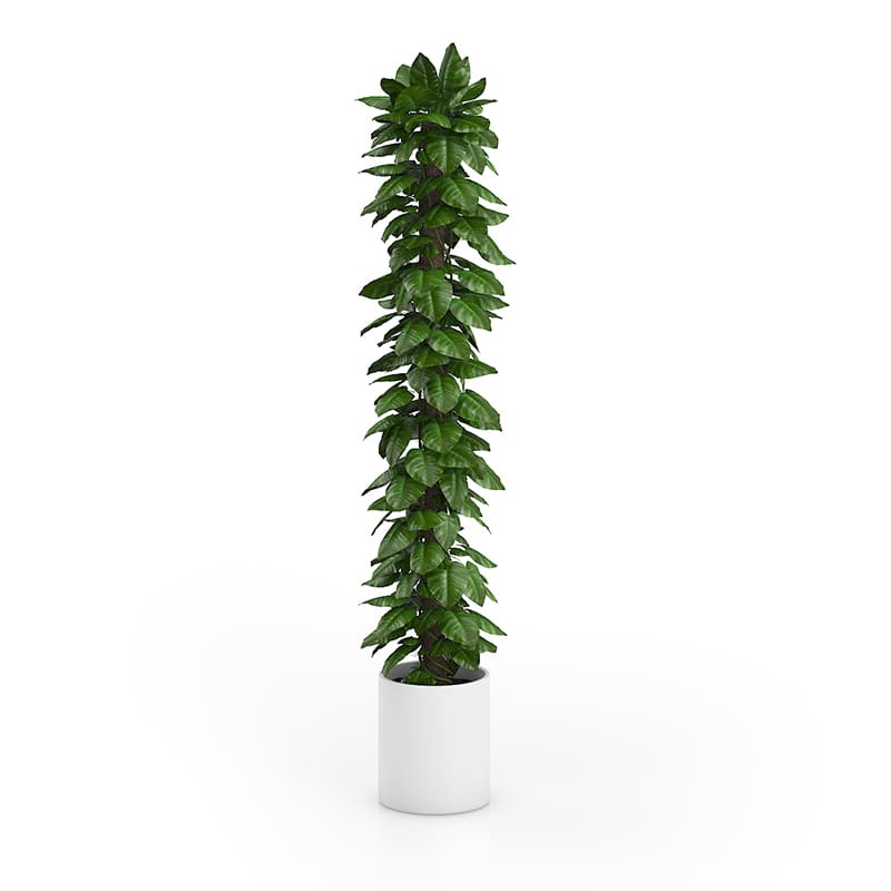 Tall Climbing Plant