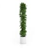 Tall Climbing Plant