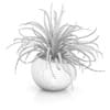 Plant in Sphere Pot