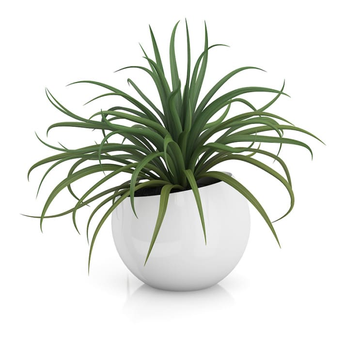 Plant in Sphere Pot
