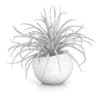Plant in Sphere Pot