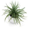 Plant in Sphere Pot