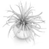 Plant in Sphere Pot