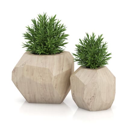 Two Plants in Modern Wooden Pots