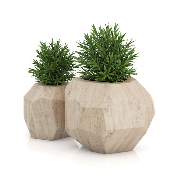 Two Plants in Modern Wooden Pots